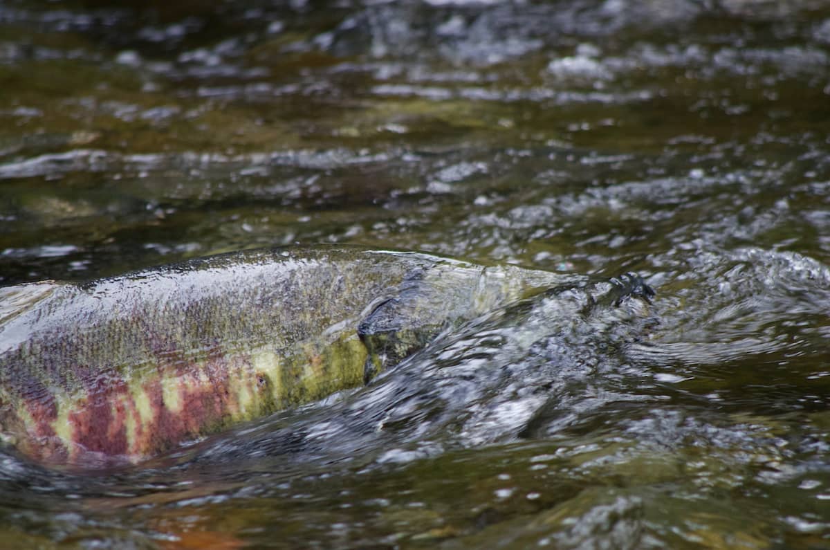 Chum salmon swimming through Goldstream Provincial Park. Photo: Shutterstock