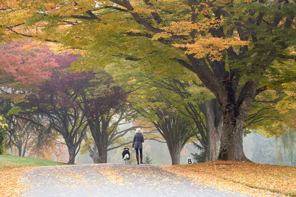 Photo: Royal Oak Burial Park