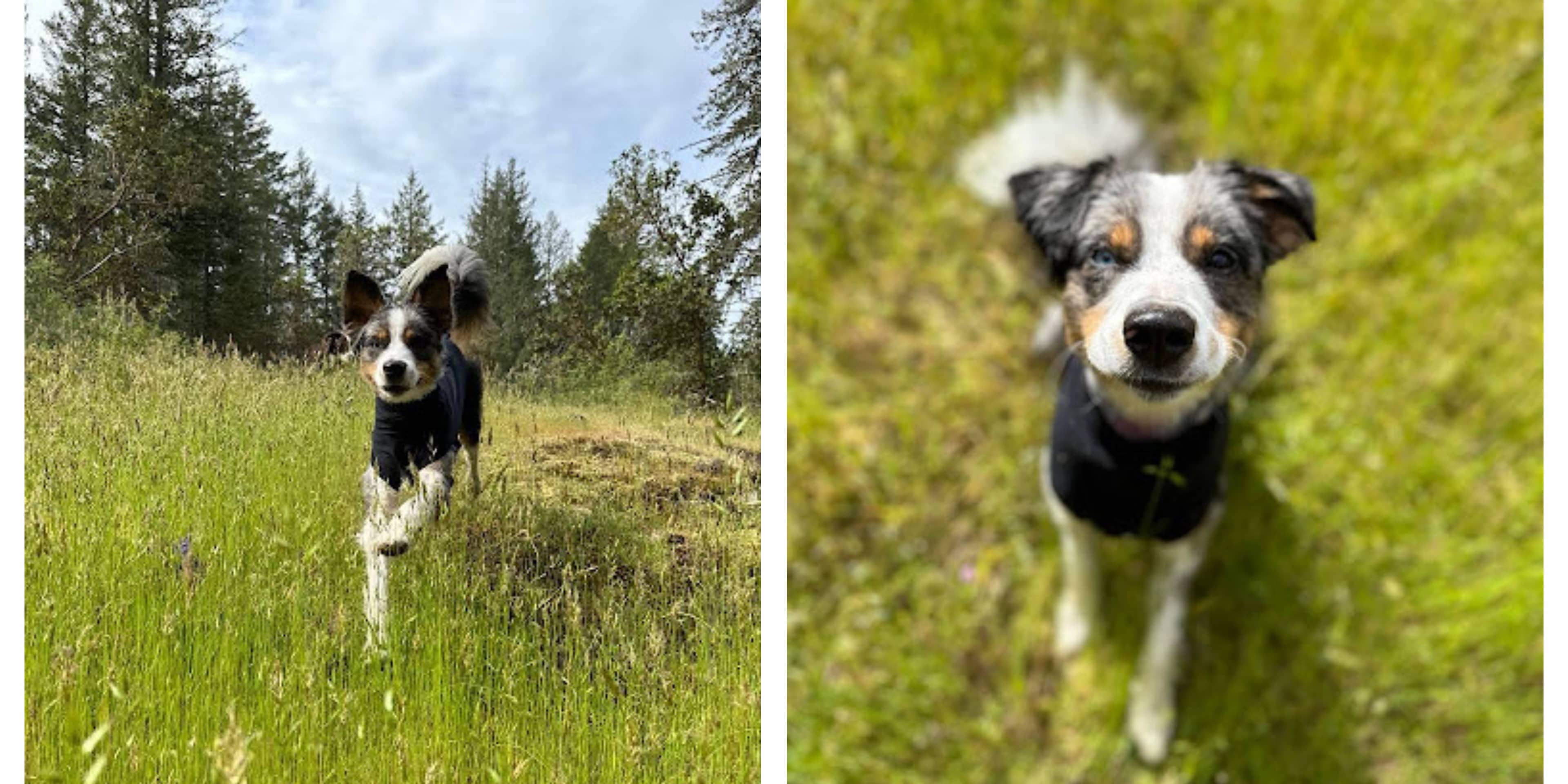 We save lives every day: The Victoria Humane Society works to give animals a full rebound