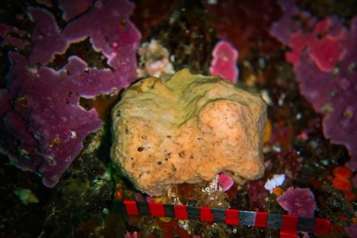 Belinda the sea sponge. Photo: Ocean Networks Canada