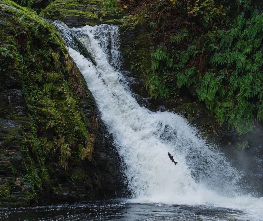 A salmon jumps a Goldstream waterfall in 2024. Photo: horiizonmusic / Reddit