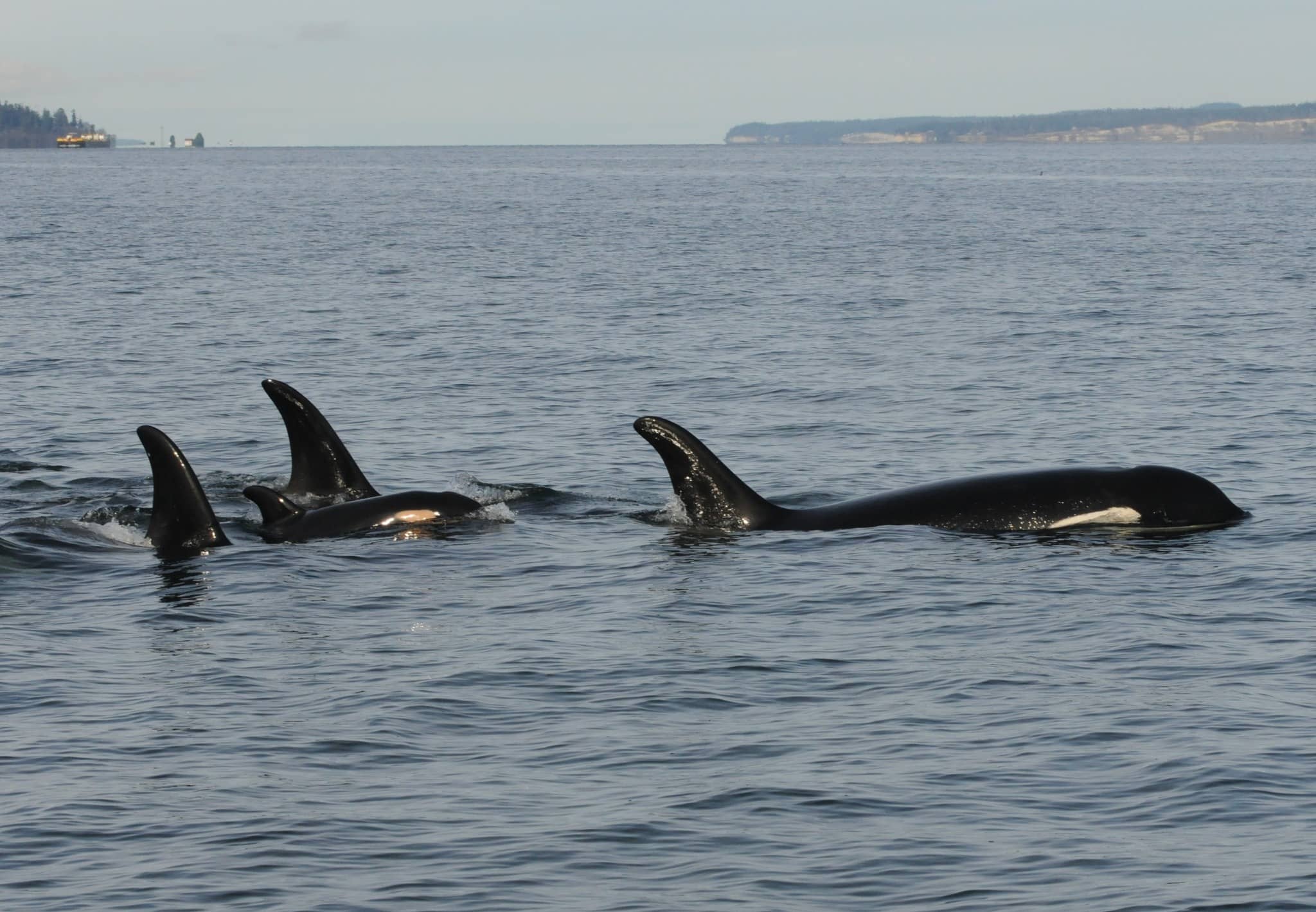 SRKWs from J-pod seen swimming with a newborn calf. Photo: Center for Whale Research / Facebook