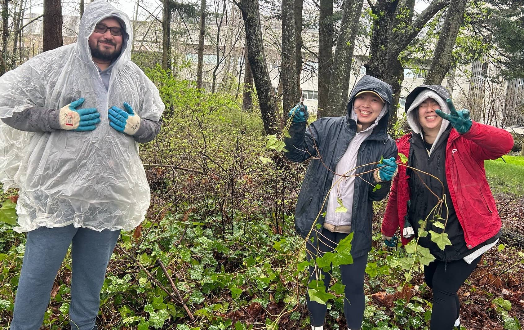 Green Team volunteers remove invasive ivy from UVic campus. Photo: Victoria Green Team / Facebook