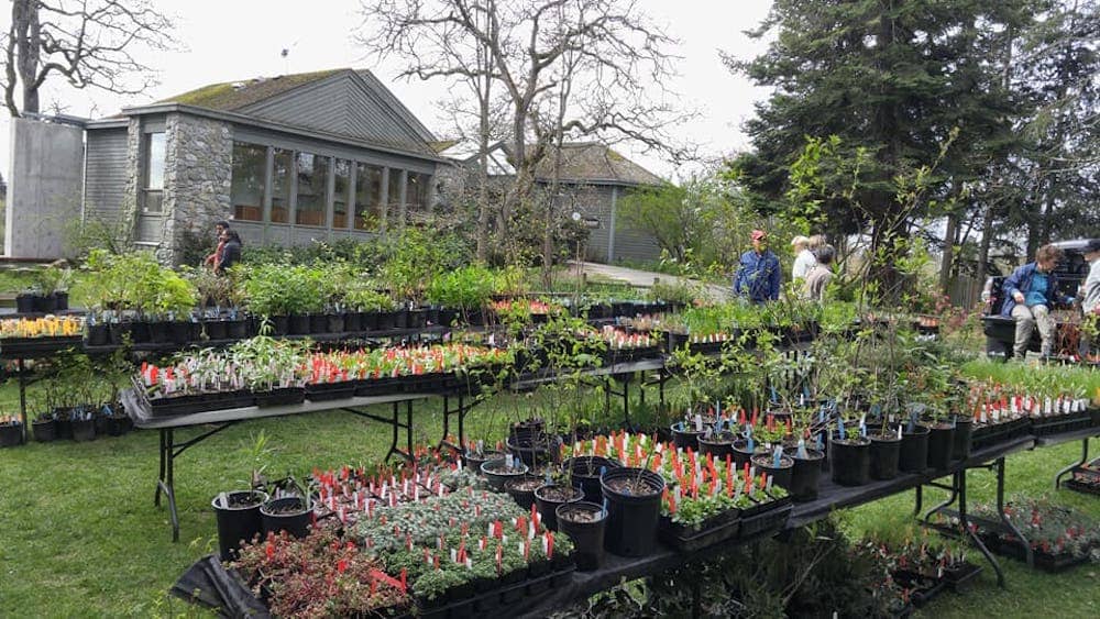 Swan Lake Nature Sanctuary will host its annual native plant sale. Photo: Quadra-Cedar Hill Community Association