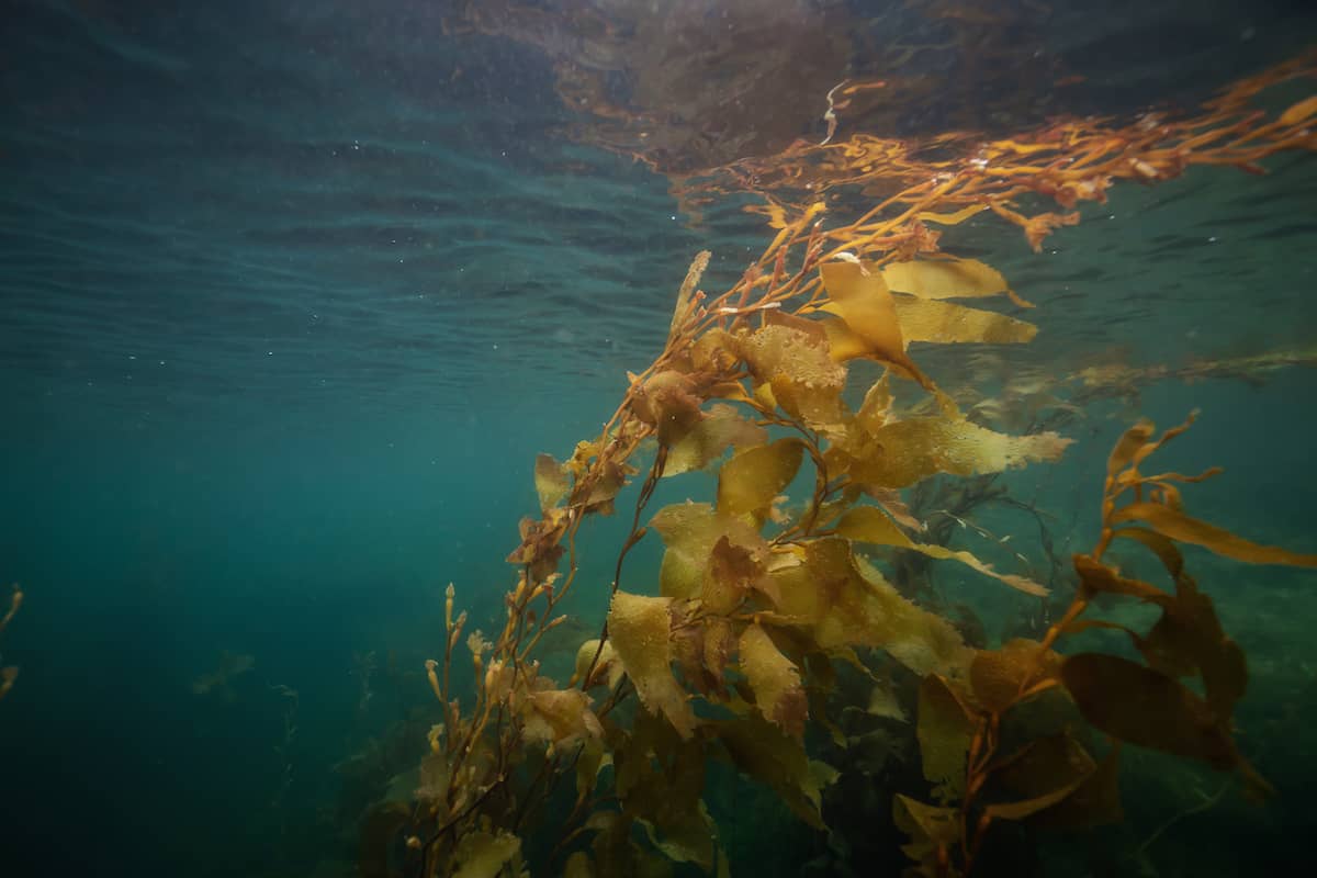 Kelp in Port Hardy’s shores. Photo: EB Adventure Photography / Shutterstock