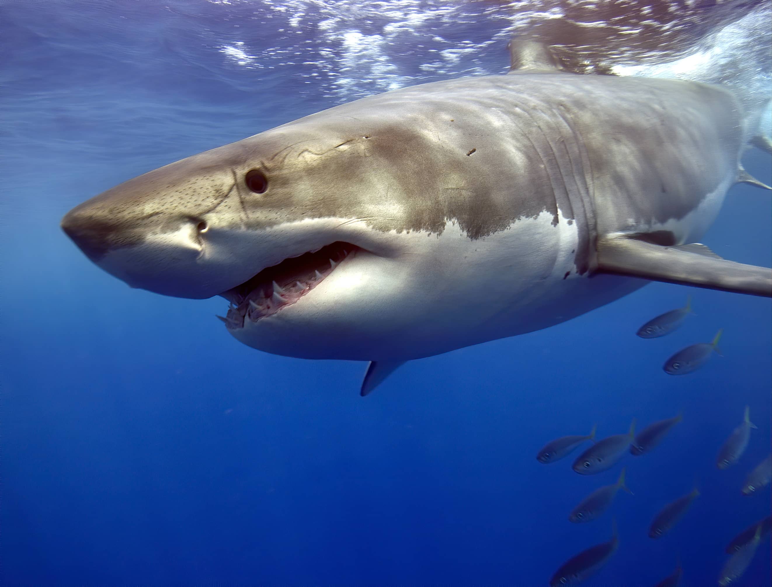 A great white shark. Photo: Shutterstock
