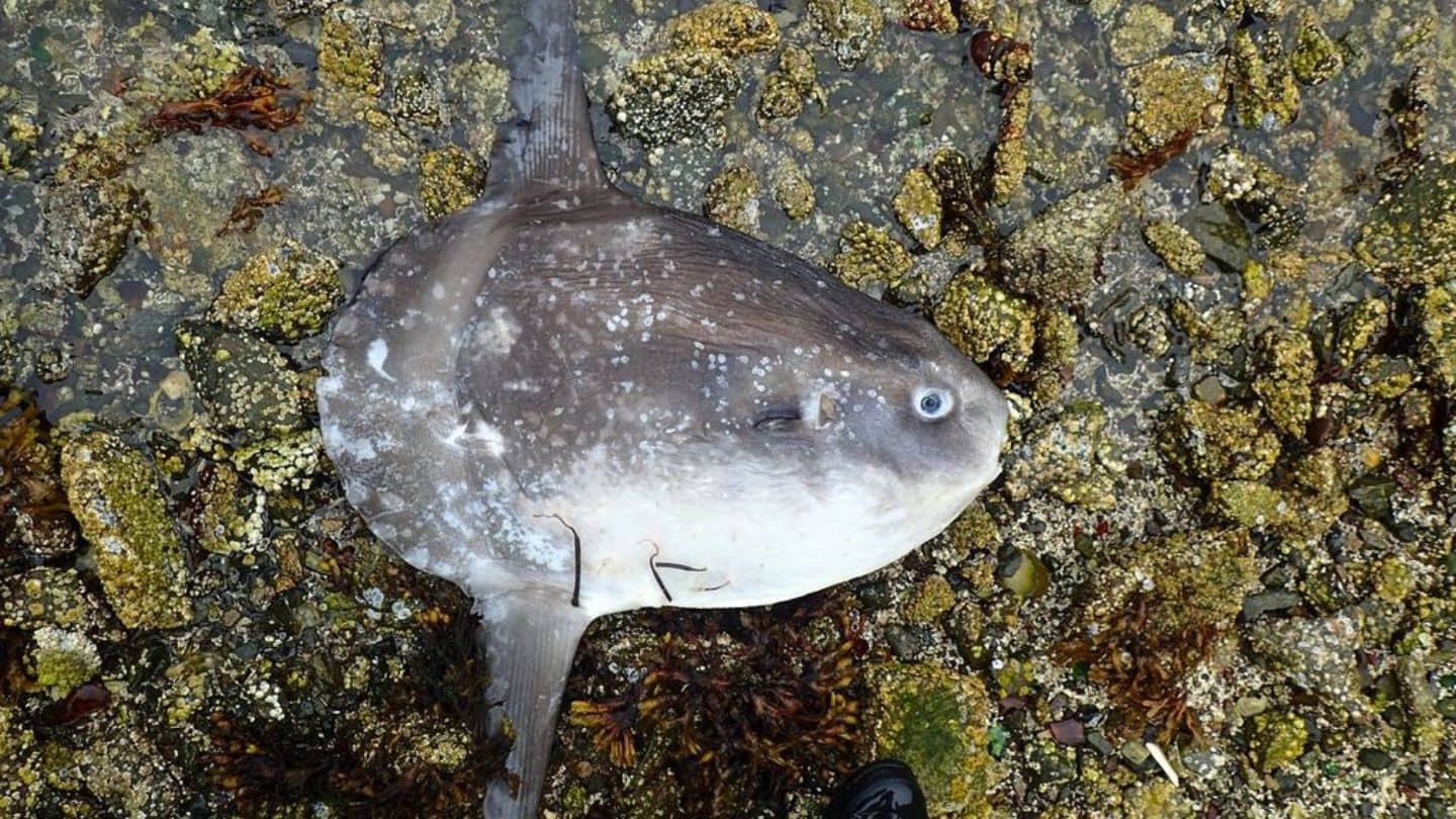 A mola mola, a tropical fish found in warm waters, was found washed up in Bamfield. Photo: Kristina Tietjen / UVic