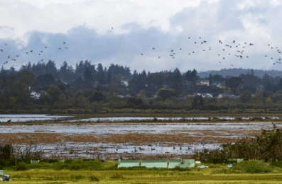Panama Flats. Photo courtesy of the District of Saanich