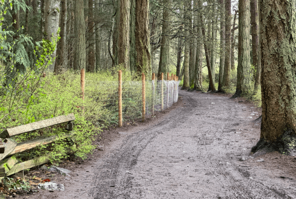Split-rail fencing can be seen on the left, where the new page-wire fencing begins. Photo courtesy CRD DOGG Society.