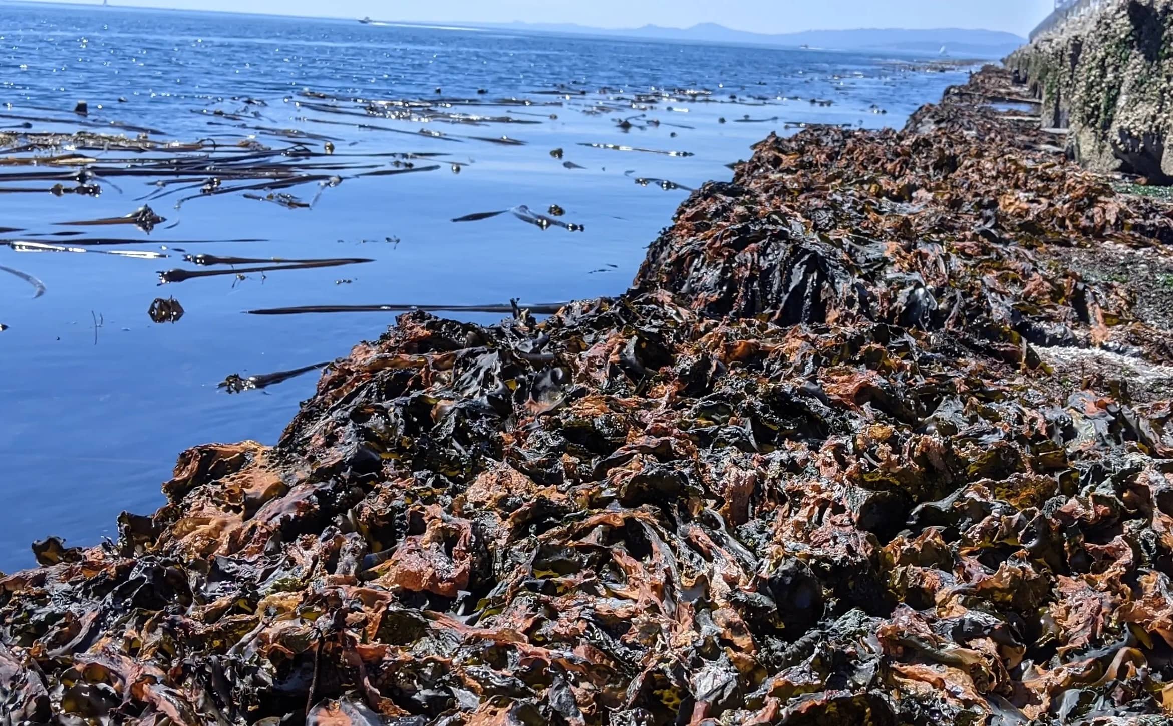 Bleached tissue of the intertidal sea cabbage kelp at Ogden Point in Victoria during the heat dome. Photo: Brian Timmer / UVic