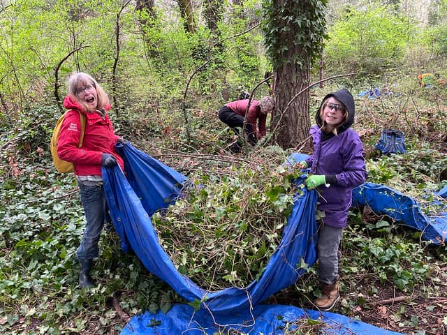 Volunteers collect invasive English ivy at UVic. Photo: GVGT