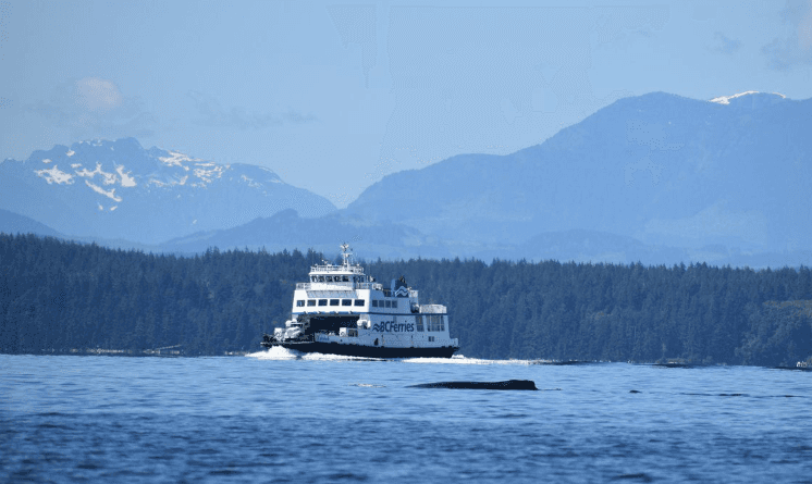 Lack of regulations leaves humpback at risk despite BC Ferries slowdown, experts say