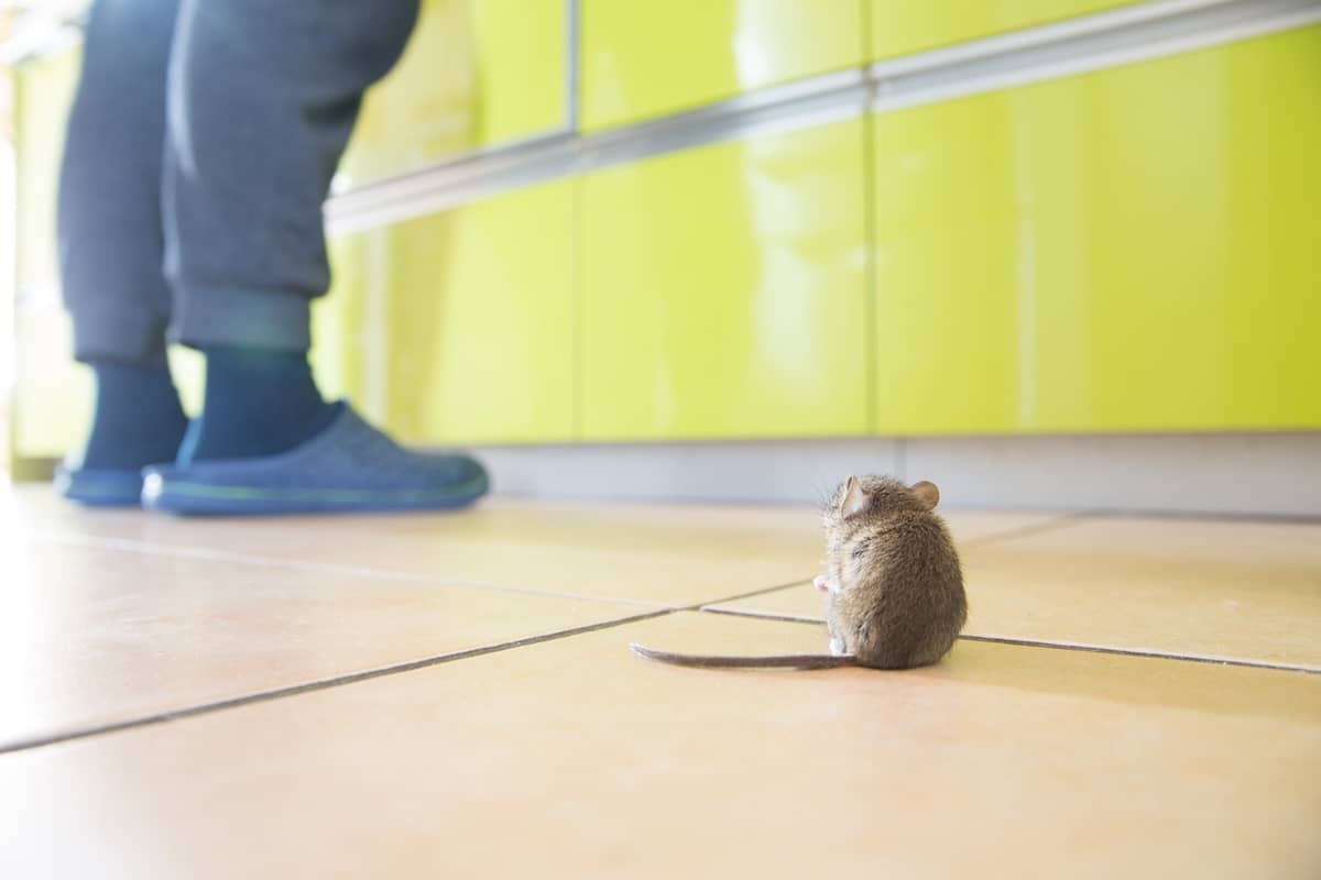 Mice in the classrooms: Saanich’s SD63 battling rodent problem